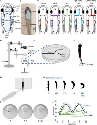 An early midbrain sensorimotor pathway is involved in the timely initiation and direction of swimming in the hatchling Xenopus laevis tadpole
